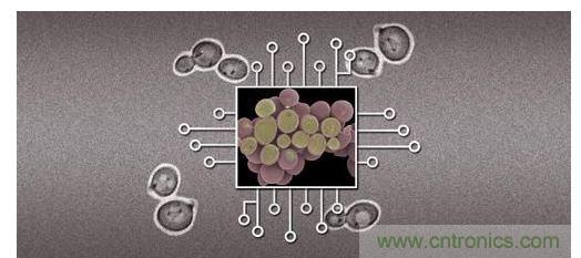 酵母菌(中)就像電子組件般的互連在一起，只不過這些細(xì)胞并非透過電線交流，而是經(jīng)由僅能以適當(dāng)接受器注入細(xì)胞的化學(xué)藥物進(jìn)行互動(dòng)。