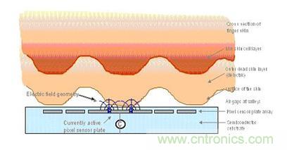 黑客竟能從手指照片復(fù)制指紋，指紋識別還安全嗎？