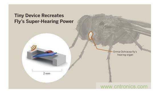 顯示研究人員們經(jīng)由這種寄生蠅的聲音處理機(jī)制啟發(fā)，開(kāi)發(fā)出一款低功耗的麥克風(fēng)組件。