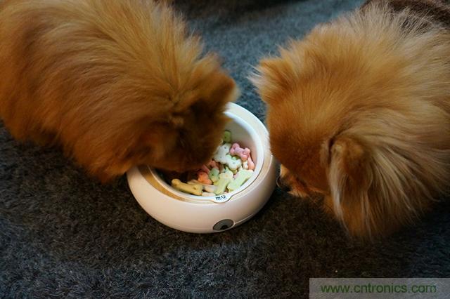 科學(xué)喂養(yǎng)從狗娃做起&mdash;&mdash;逗愛乖乖碗測(cè)試
