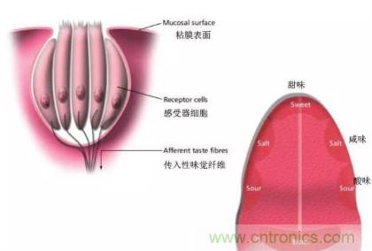 仿生傳感器的定義、原理、分類及應(yīng)用