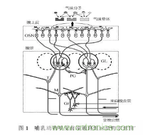 仿生傳感器的定義、原理、分類及應(yīng)用