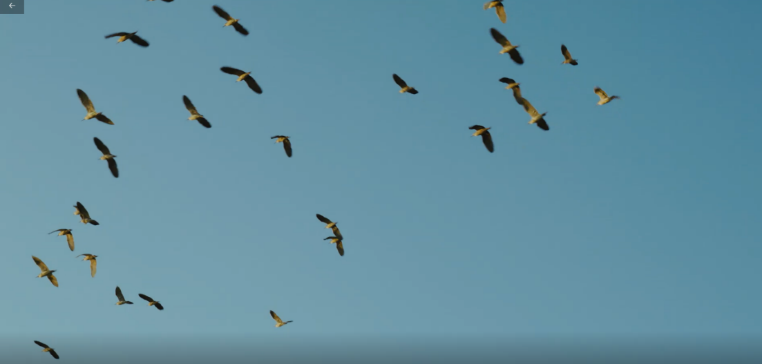 世界濕地日：?？低晹y手一個地球自然基金會，在上海守護(hù)這個重要“驛站”