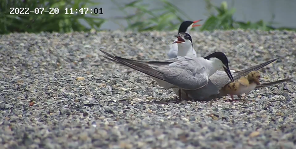世界濕地日：?？低晹y手一個地球自然基金會，在上海守護(hù)這個重要“驛站”