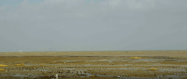 世界濕地日：?？低晹y手一個地球自然基金會，在上海守護(hù)這個重要“驛站”